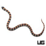 Baby Black Banded Snake For Sale - Underground Reptiles