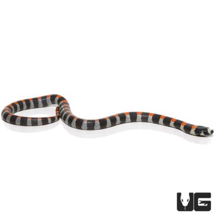 Baby Black Banded Snake For Sale - Underground Reptiles