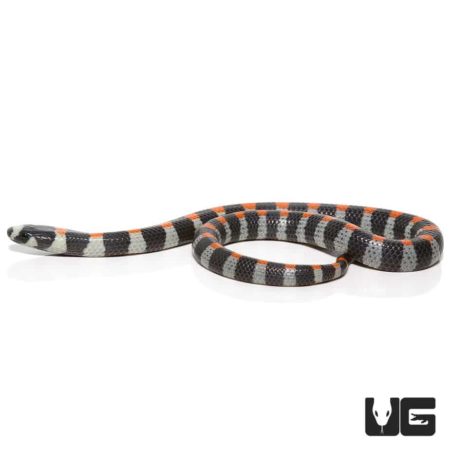 Baby Black Banded Snake For Sale - Underground Reptiles