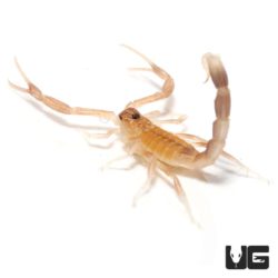 Baby black fat tail Scorpion for sale - Underground Reptiles