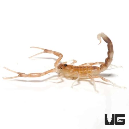 Baby black fat tail Scorpion for sale - Underground Reptiles