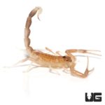 Baby black fat tail Scorpion for sale - Underground Reptiles