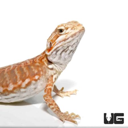 Baby Blue Bar Silky Inferno Hypo Bearded Dragons For Sale - Underground Reptiles