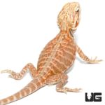 Baby Blue Bar Silky Inferno Hypo Bearded Dragons For Sale - Underground Reptiles