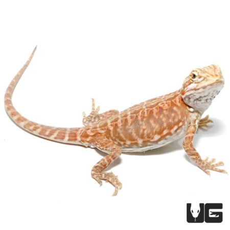 Baby Blue Bar Silky Inferno Hypo Bearded Dragons For Sale - Underground Reptiles