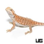 Baby Blue Bar Silky Inferno Hypo Bearded Dragons For Sale - Underground Reptiles