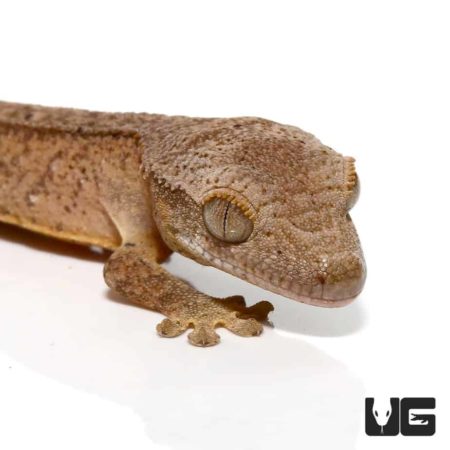 Baby Brindle Phantom Reverse Pinstripe Crested Geckos For Sale - Underground Reptiles