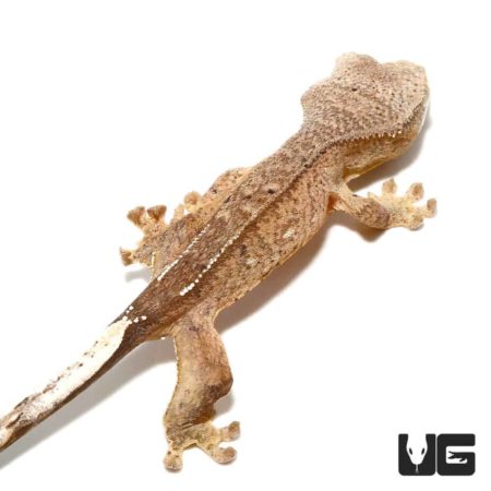 Baby Brindle Phantom Reverse Pinstripe Crested Geckos For Sale - Underground Reptiles