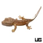 Baby Brindle Phantom Reverse Pinstripe Crested Geckos For Sale - Underground Reptiles