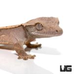 Baby Burgundy Harlequin Pinstripe Crested Geckos For Sale - Underground Reptiles