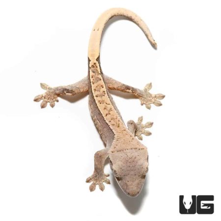Baby Burgundy Harlequin Pinstripe Crested Geckos For Sale - Underground Reptiles