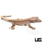 Baby Burgundy Harlequin Pinstripe Crested Geckos For Sale - Underground Reptiles