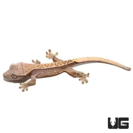 Baby Burgundy Harlequin Pinstripe Crested Geckos For Sale - Underground Reptiles
