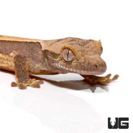 Baby Burgundy Quad Stripe Crested Geckos For Sale - Underground Reptiles