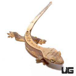 Baby Burgundy Quad Stripe Crested Geckos For Sale - Underground Reptiles