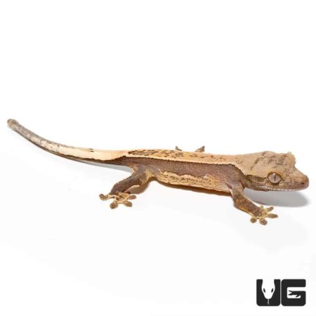Baby Burgundy Quad Stripe Crested Geckos For Sale - Underground Reptiles