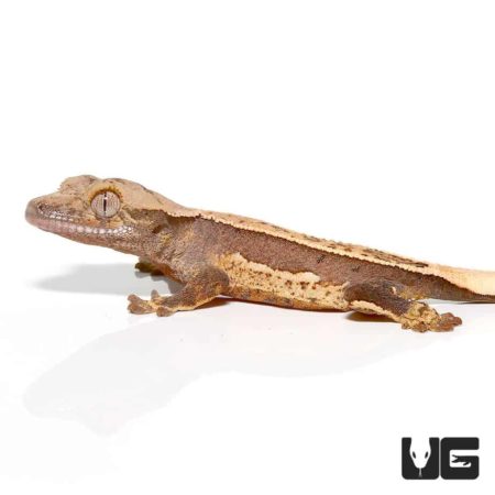 Baby Burgundy Quad Stripe Crested Geckos For Sale - Underground Reptiles
