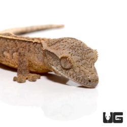 Baby C2 Brindle Partial Pinstripe Crested Geckos For Sale - Underground Reptiles