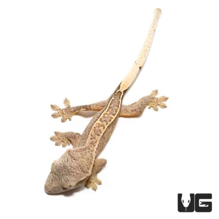 Baby C2 Brindle Partial Pinstripe Crested Geckos For Sale - Underground Reptiles