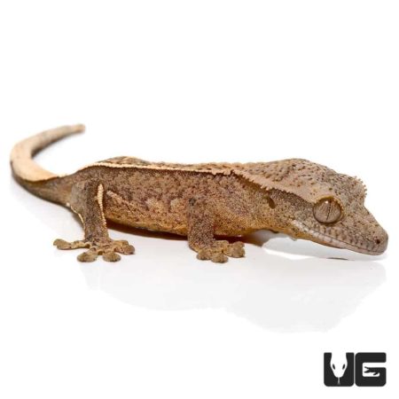 Baby C2 Brindle Partial Pinstripe Crested Geckos For Sale - Underground Reptiles