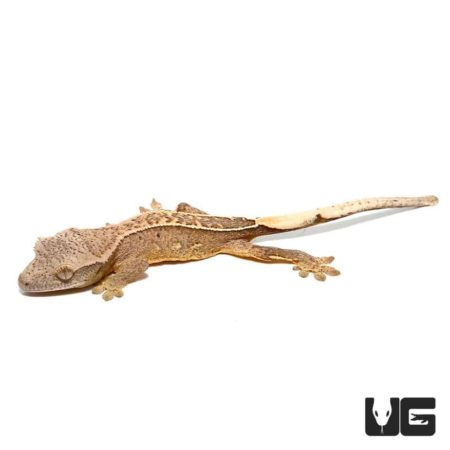 Baby C2 Brindle Partial Pinstripe Crested Geckos For Sale - Underground Reptiles
