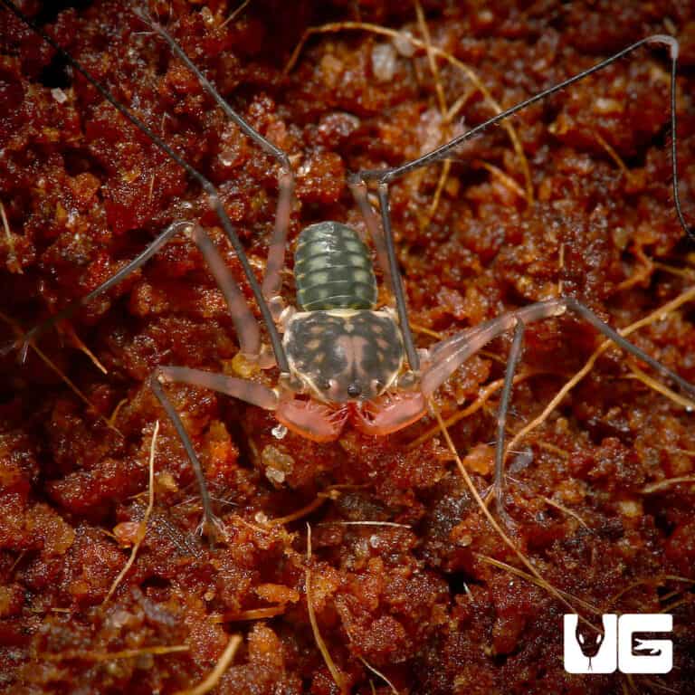 Scorpions, Vinegaroons & Whiptails For Sale Underground Reptiles