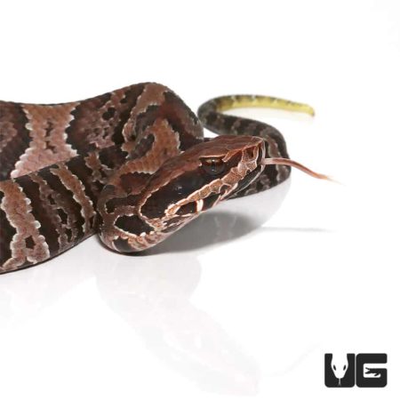 Baby Cotton Mouths For Sale - Underground Reptiles