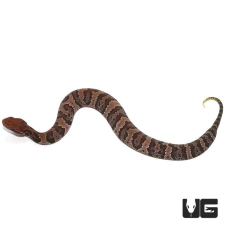 Baby Cotton Mouths For Sale - Underground Reptiles
