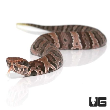 Baby Cotton Mouths For Sale - Underground Reptiles