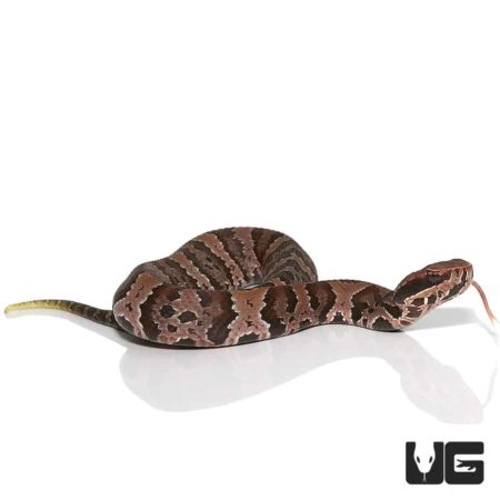Baby Cotton Mouths For Sale - Underground Reptiles