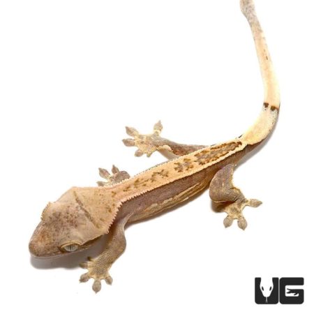 Baby Cream Quad Stripe Crested Geckos For Sale - Underground Reptiles