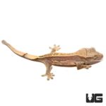 Baby Cream Quad Stripe Crested Geckos For Sale - Underground Reptiles