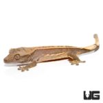 Baby Cream Quad Stripe Crested Geckos For Sale - Underground Reptiles