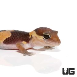 Baby Fat Tail Geckos For Sale - Underground Reptiles