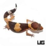 Baby Fat Tail Geckos For Sale - Underground Reptiles