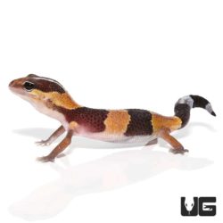 Baby Fat Tail Geckos For Sale - Underground Reptiles