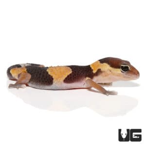 Baby Fat Tail Geckos For Sale - Underground Reptiles