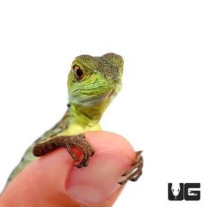 Other Lizards For Sale - Underground Reptiles