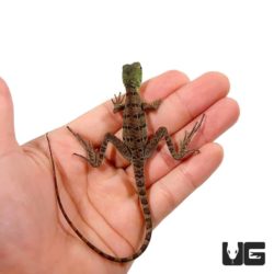 Green Basilisks For Sale - Underground Reptiles