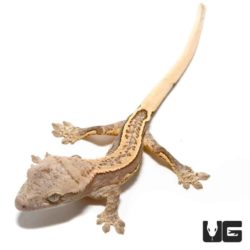 Baby Harlequin Cream Extreme Porthole Pinstripe Crested Geckos For Sale - Underground Reptiles