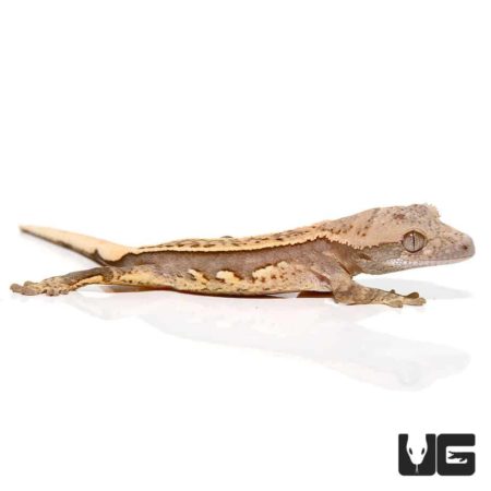 Baby Harlequin Cream Extreme Porthole Pinstripe Crested Geckos For Sale - Underground Reptiles