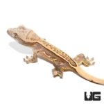 Baby Harlequin Cream Extreme Porthole Pinstripe Crested Geckos For Sale - Underground Reptiles