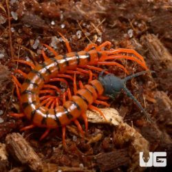 Baby Malayan Cherry Centipede for sale - Underground Reptiles