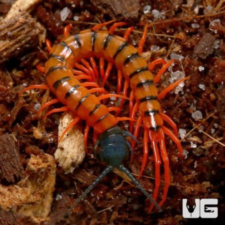 Centipede on soil with red legs and black-striped body.