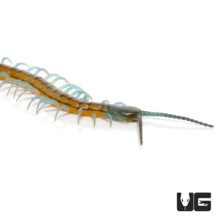 Baby Malayan Forest Centipede for sale - Underground Reptiles