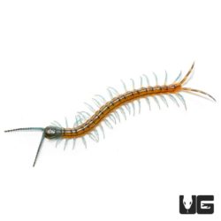 Baby Malayan Forest Centipede for sale - Underground Reptiles