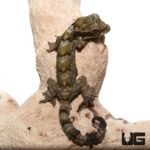 Baby Malayan Parachute Geckos For Sale - Underground Reptiles