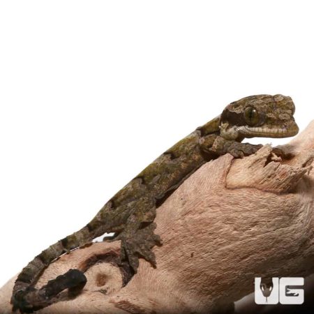 Baby Malayan Parachute Geckos For Sale - Underground Reptiles