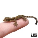 Baby Malayan Parachute Geckos For Sale - Underground Reptiles