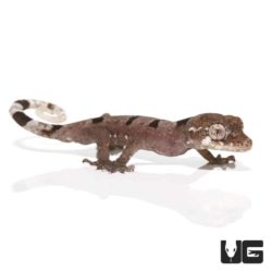 Baby Malayan Spiny Tailed Geckos For Sale - Underground Reptiles